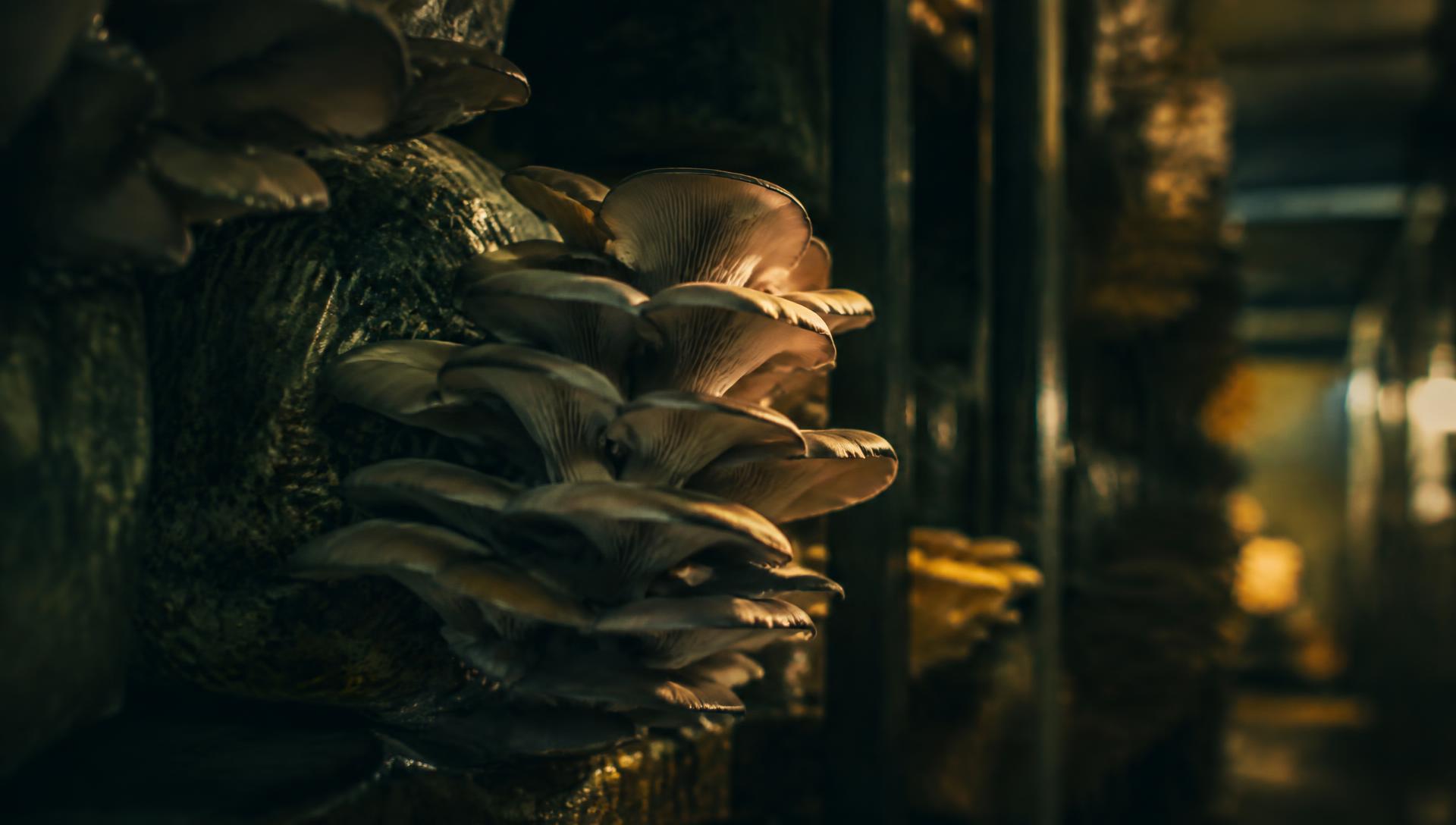 Oyster mushrooms growing in a cultivation farm